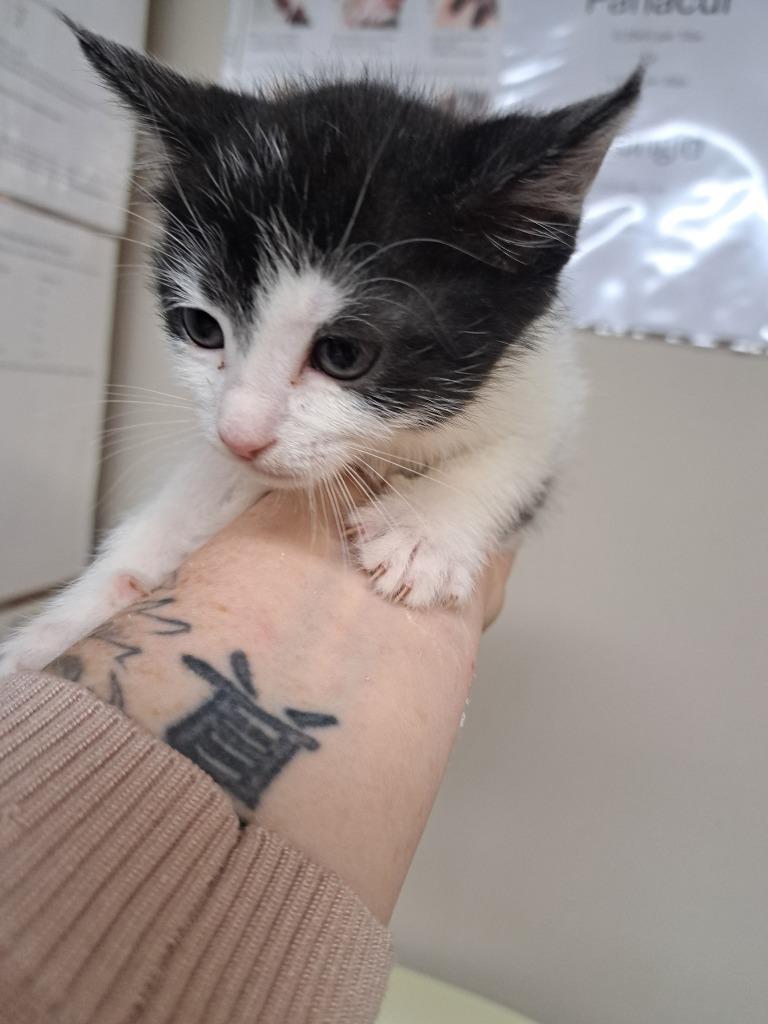 Wynonna, Adoptable, Kitten Female Domestic Short Hair.