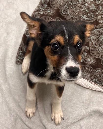 Enlarge Mia, a Adoptable mixed breed in Portland, ME image 1/1