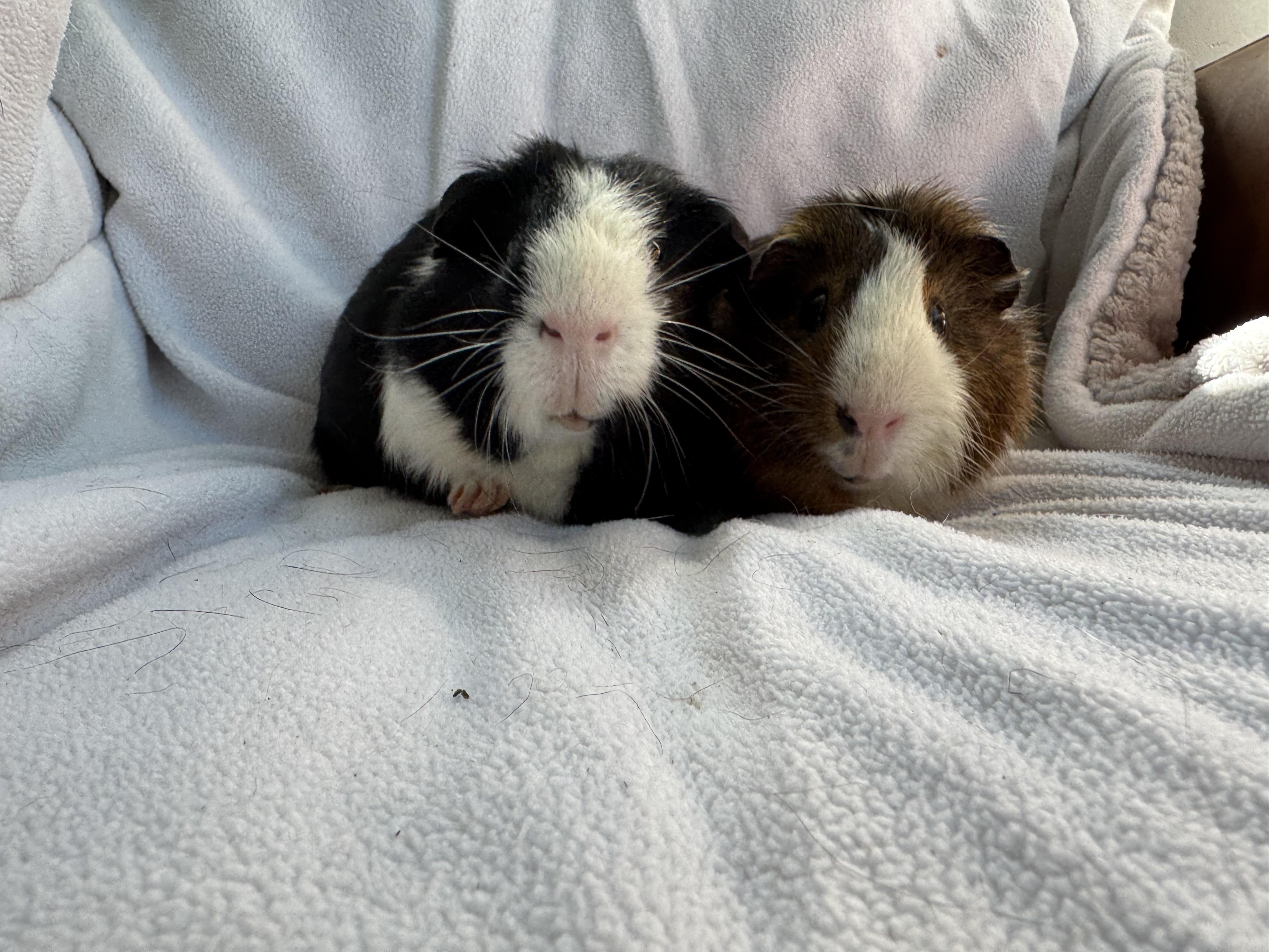 Alfred, Adult Male Guinea Pig