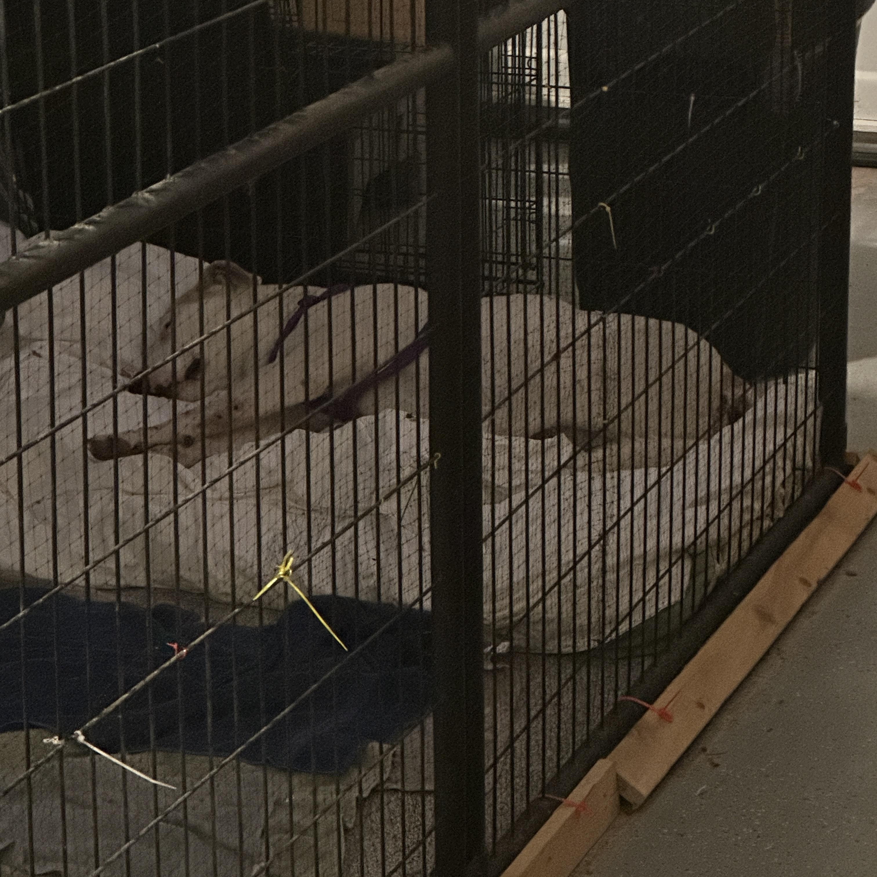 Enlarge Freeway -AKA Hwy -Foster Needed!, a ADOPTABLE mixed breed in Seattle, WA image 3/4