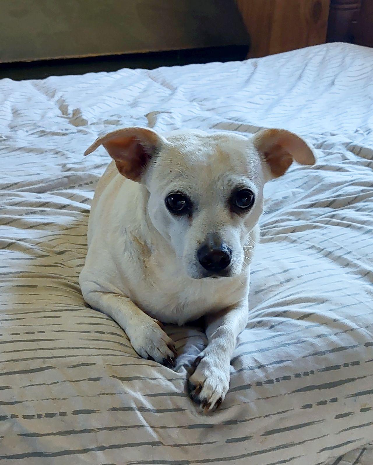 Betty, adoptable, Adult Female Chiweenie & Jack Russell Terrier.