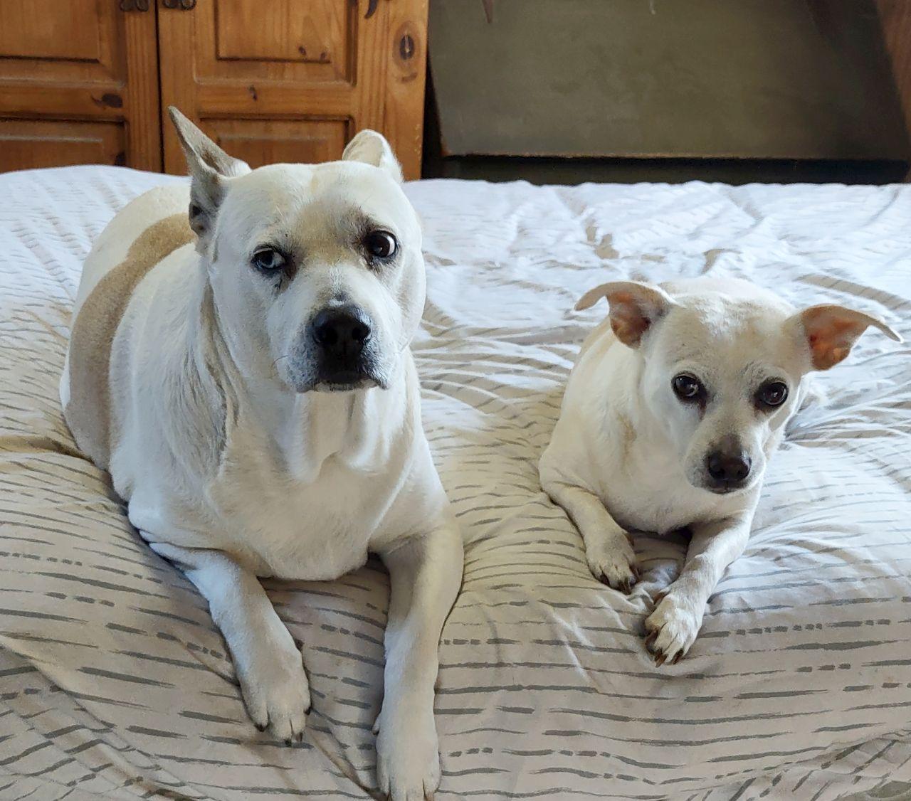 Enlarge Betty, an adoptable mixed breed in Melbourne, AR image 3/5