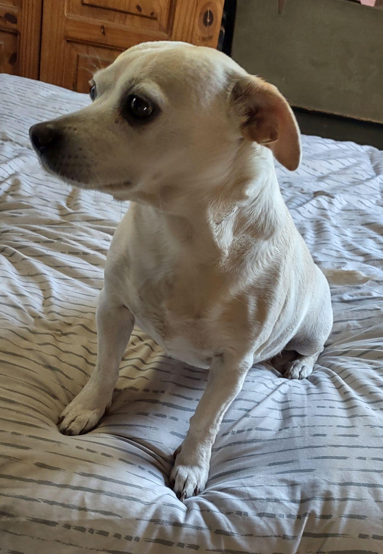 Enlarge Betty, an adoptable mixed breed in Melbourne, AR image 5/5