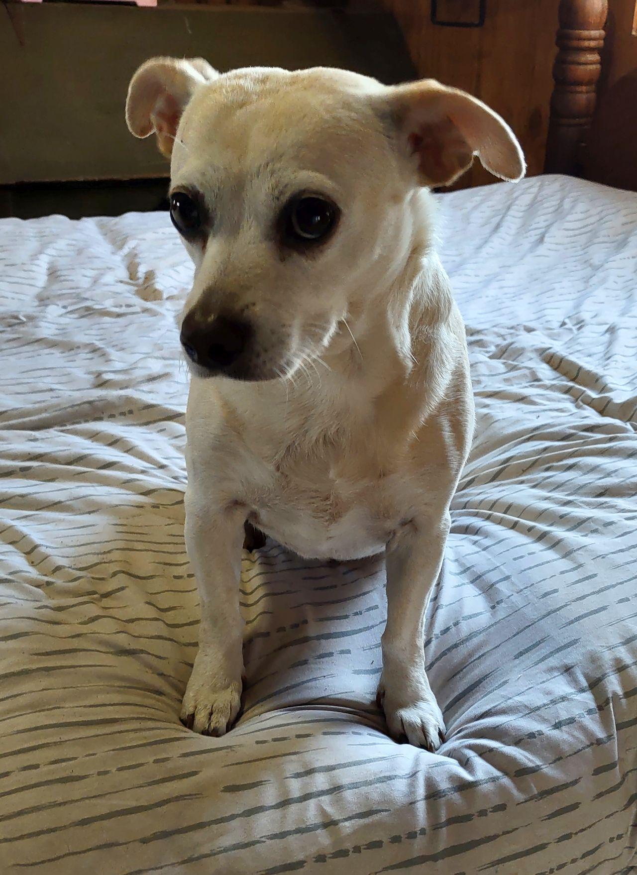 Enlarge Betty, an adoptable mixed breed in Melbourne, AR image 2/5