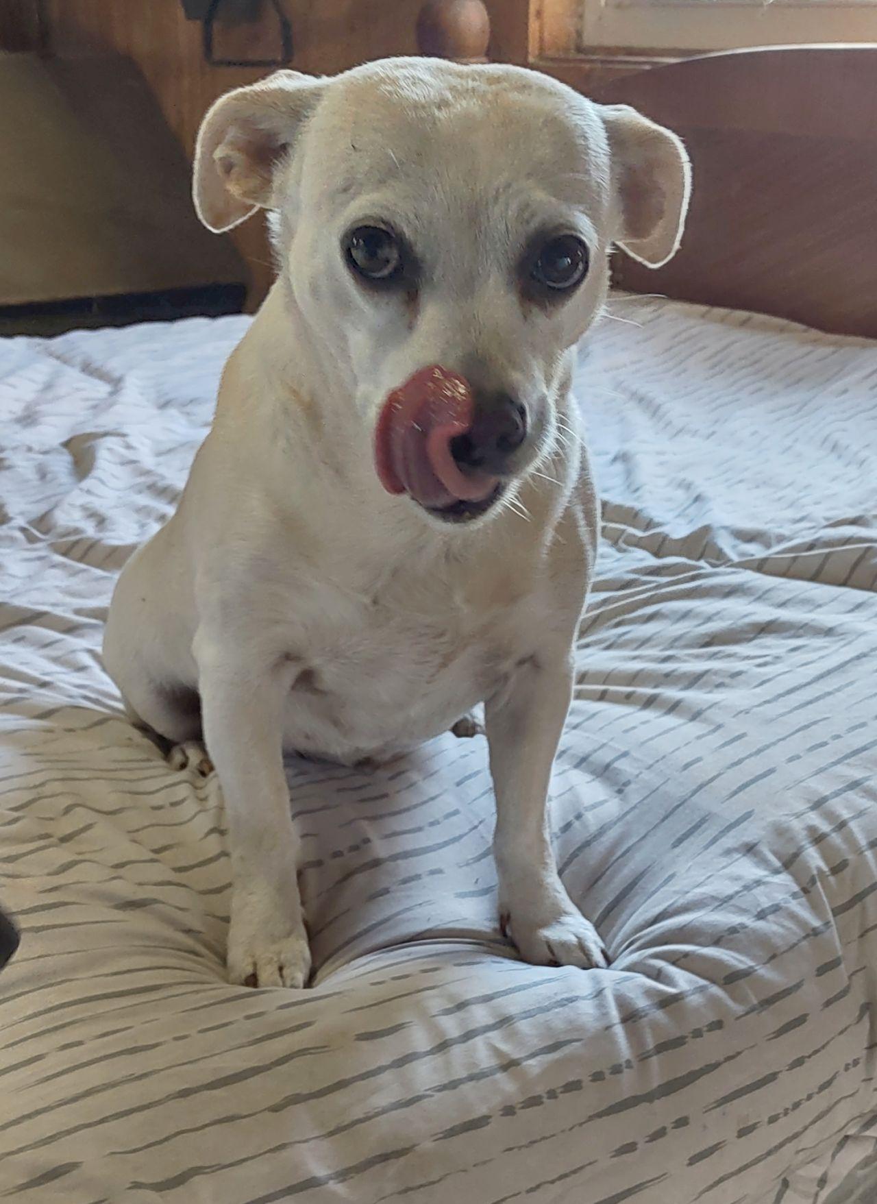 Enlarge Betty, an adoptable mixed breed in Melbourne, AR image 4/5