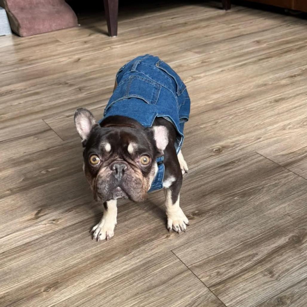 Enlarge Derek, a Adoptable French Bulldog in Huber Heights, OH image 1/6