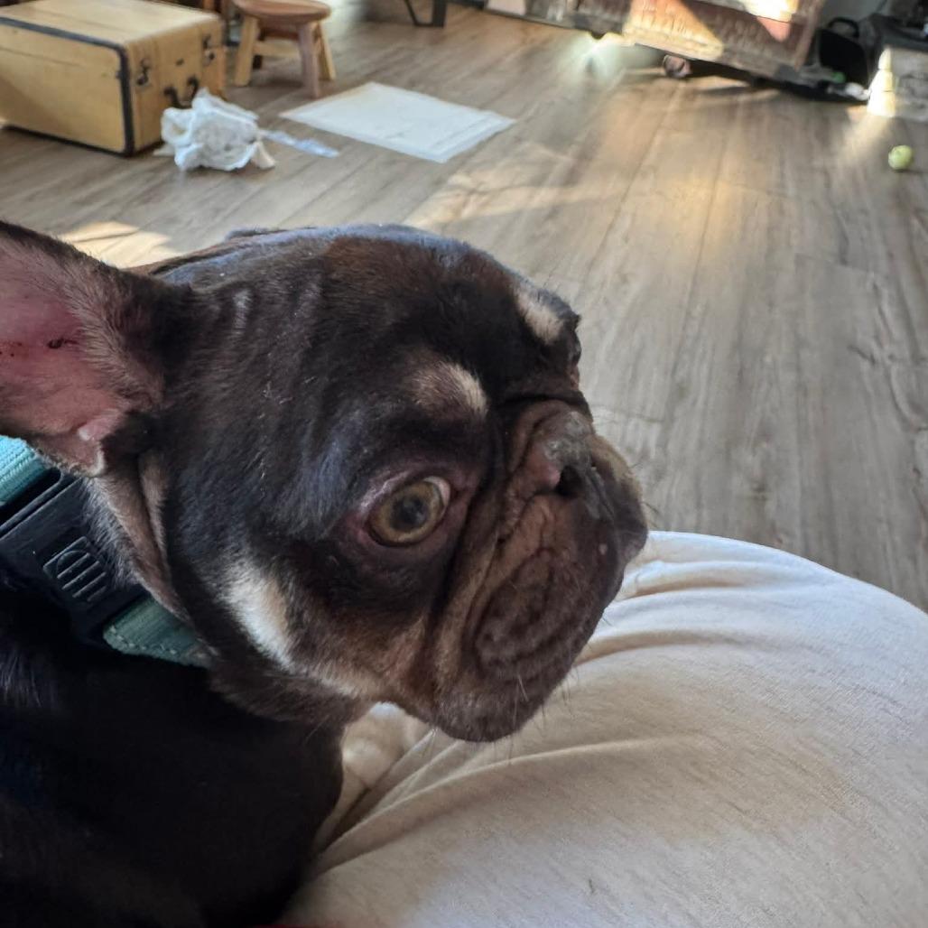 Enlarge Derek, a Adoptable French Bulldog in Huber Heights, OH image 3/6