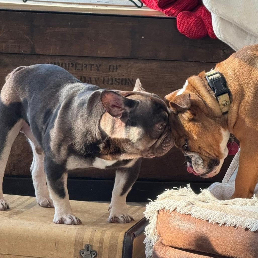 Enlarge Derek, a Adoptable French Bulldog in Huber Heights, OH image 4/6