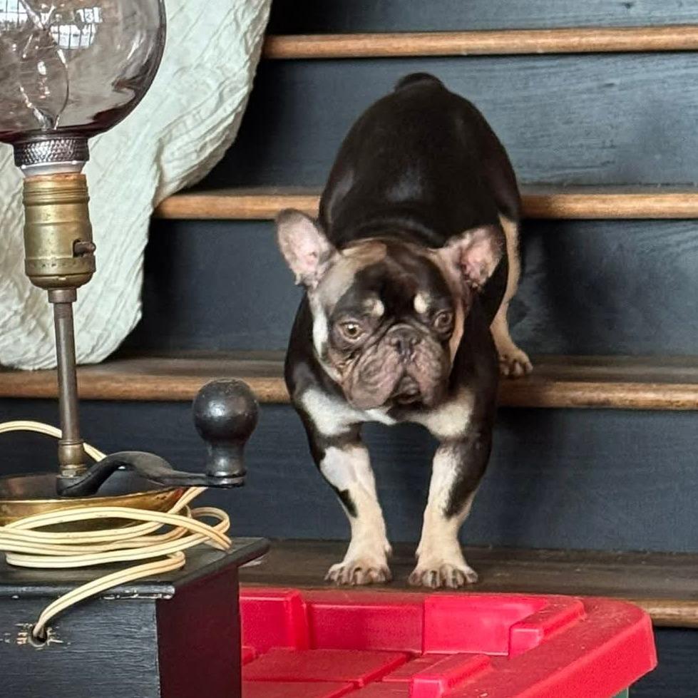 Enlarge Derek, a Adoptable French Bulldog in Huber Heights, OH image 5/6