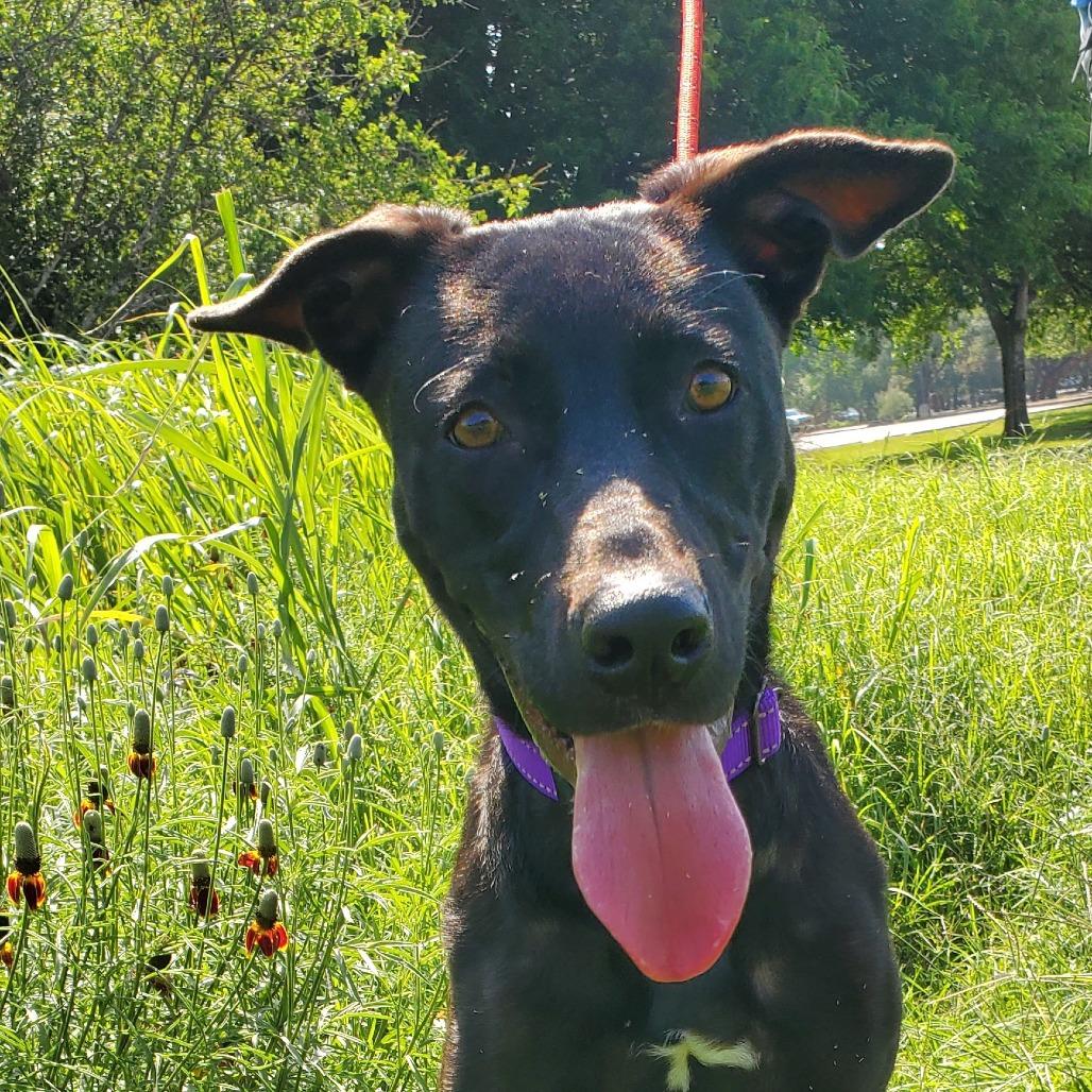 Truffles BW, Young Female Pharaoh Hound