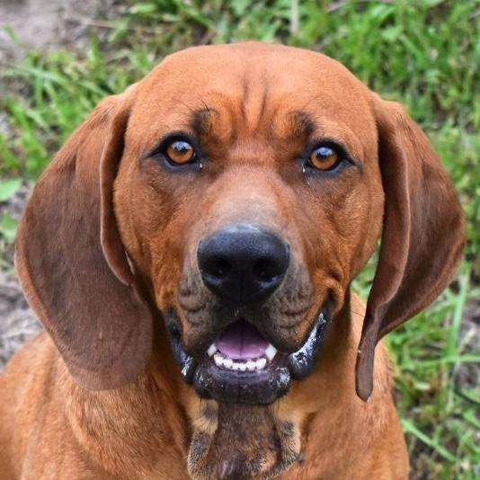 Enlarge Atreyu, a Adoptable Redbone Coonhound in Auburn, NE image 1/4