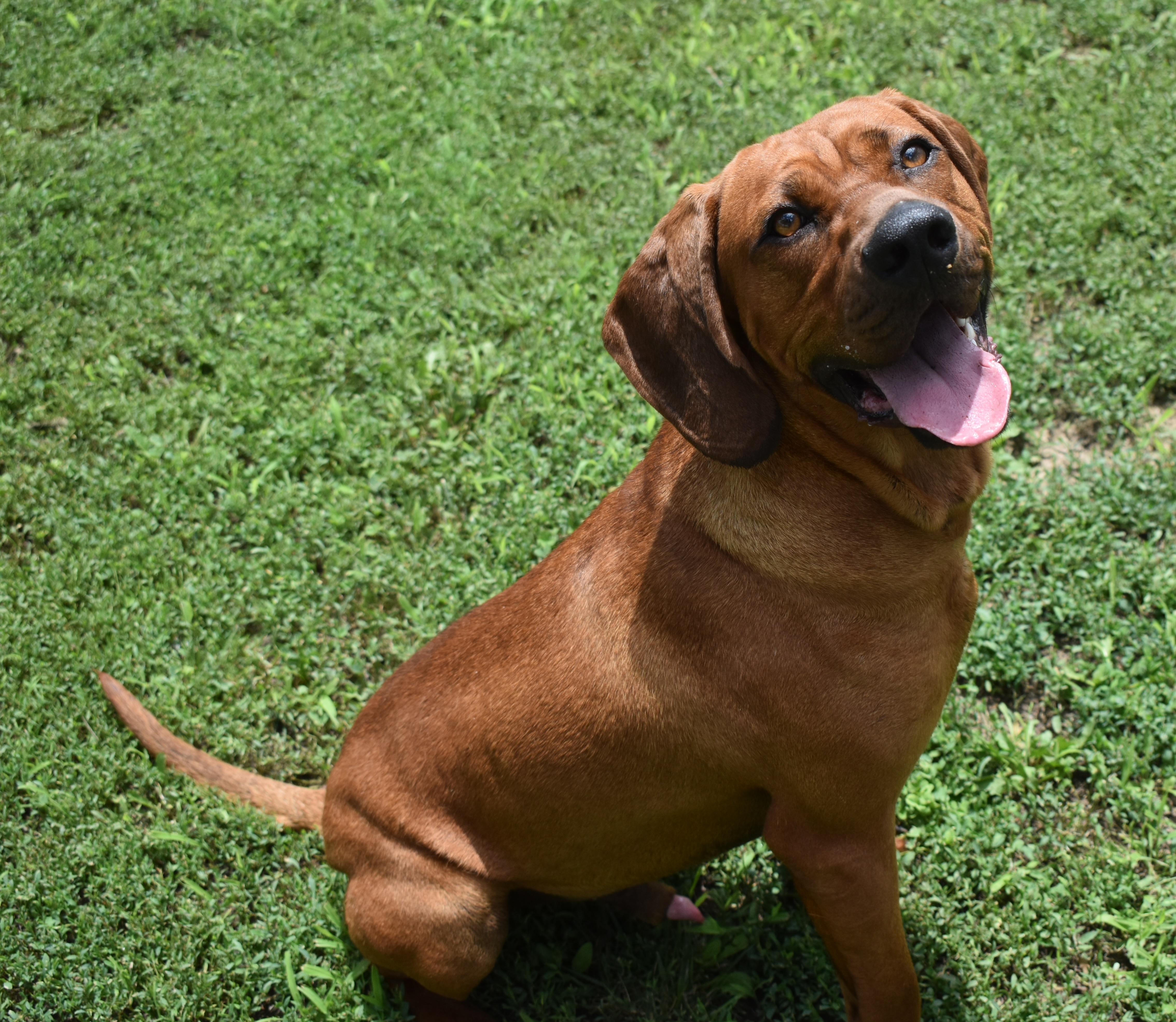 Enlarge Atreyu, a Adoptable Redbone Coonhound in Auburn, NE image 2/4
