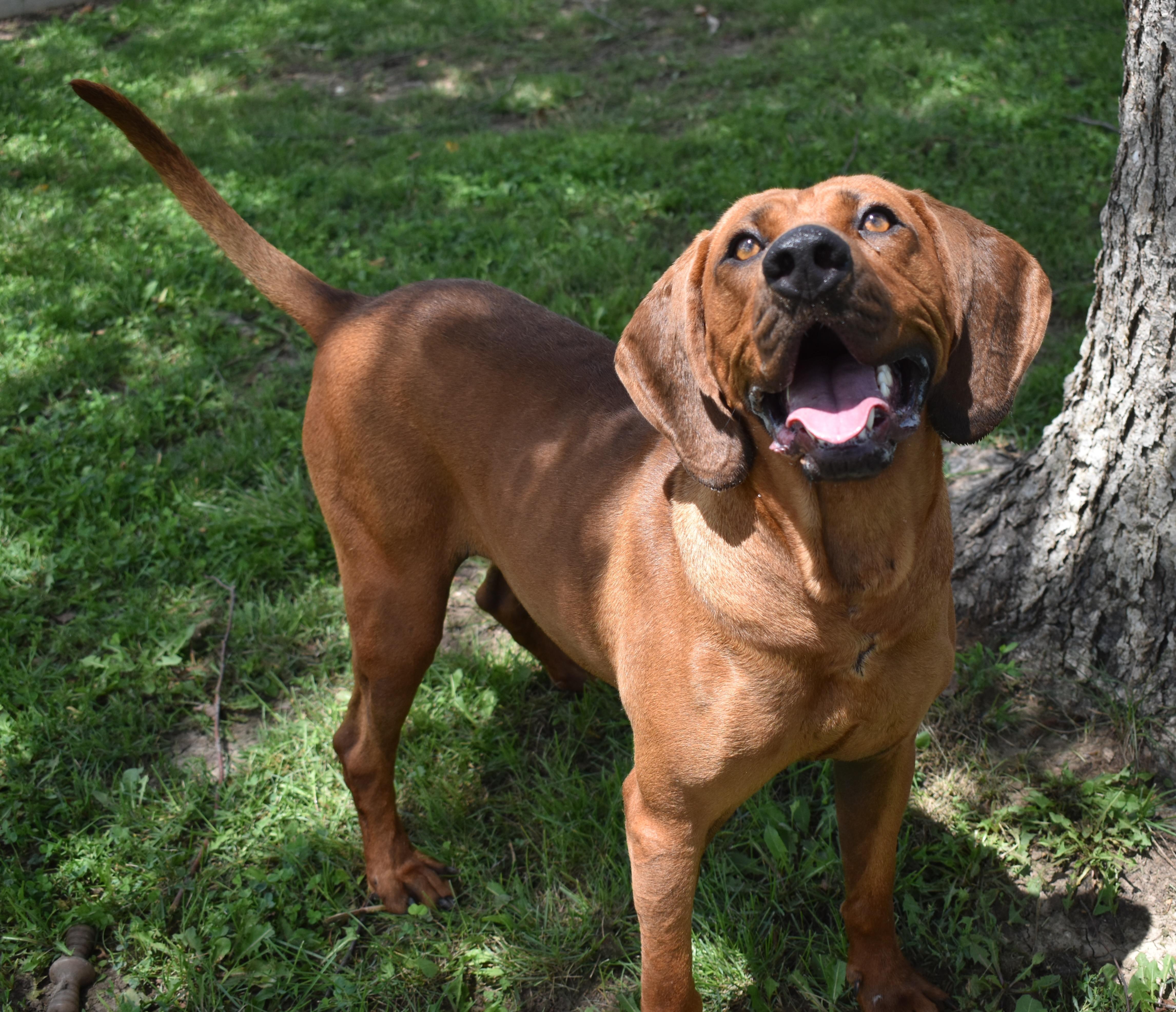 Enlarge Atreyu, a Adoptable Redbone Coonhound in Auburn, NE image 3/4