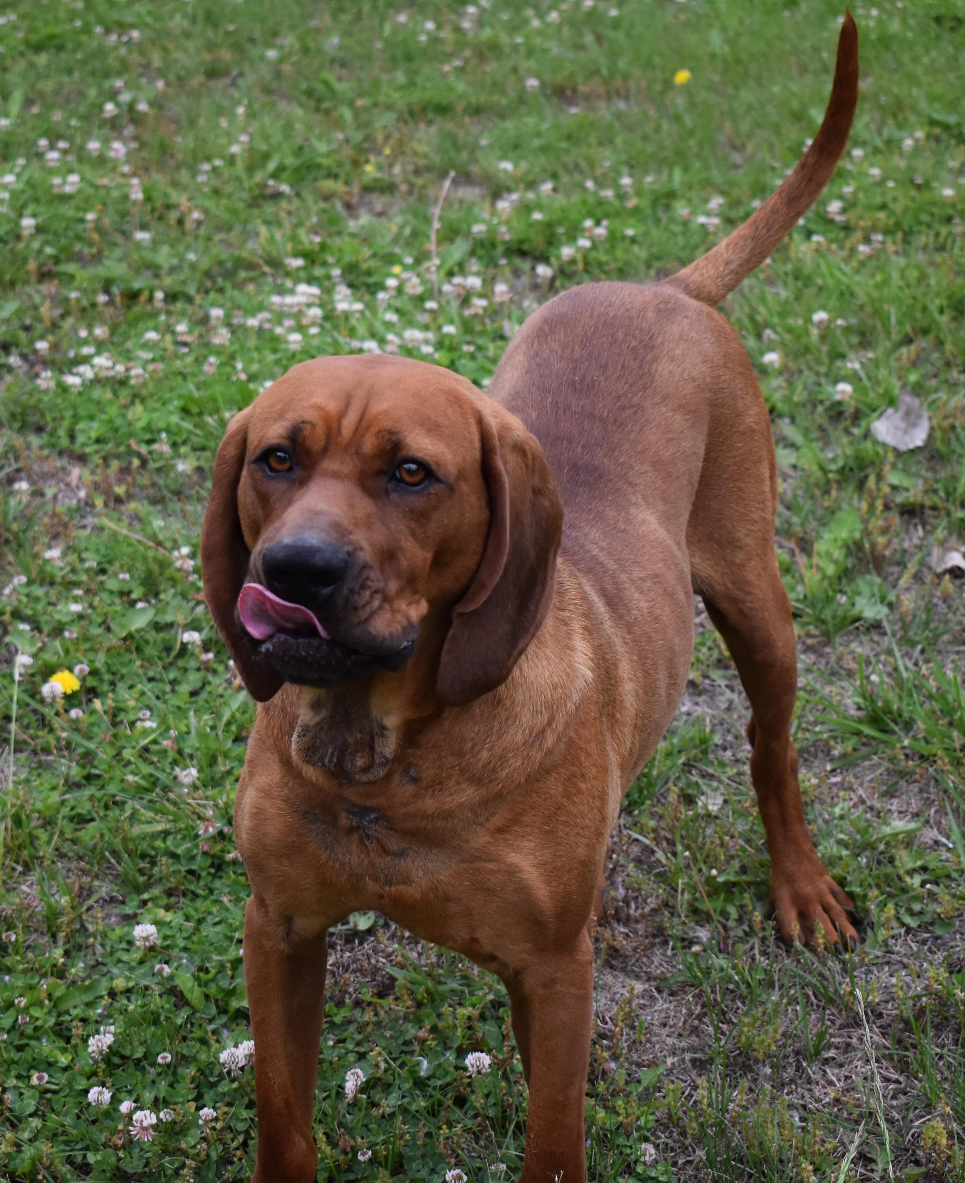 Enlarge Atreyu, a Adoptable Redbone Coonhound in Auburn, NE image 4/4