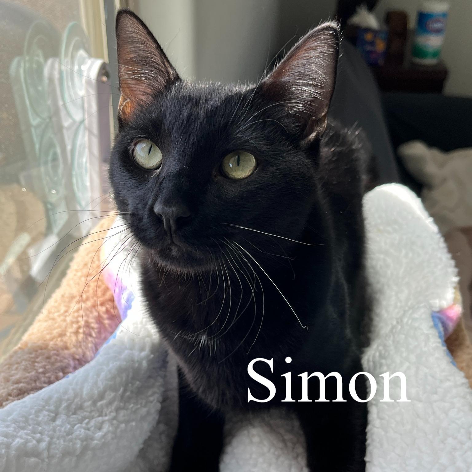 Simon