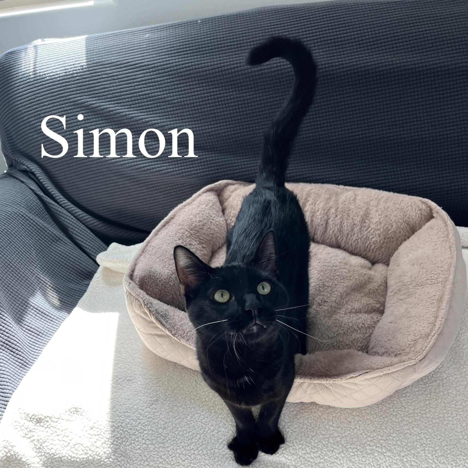 Simon