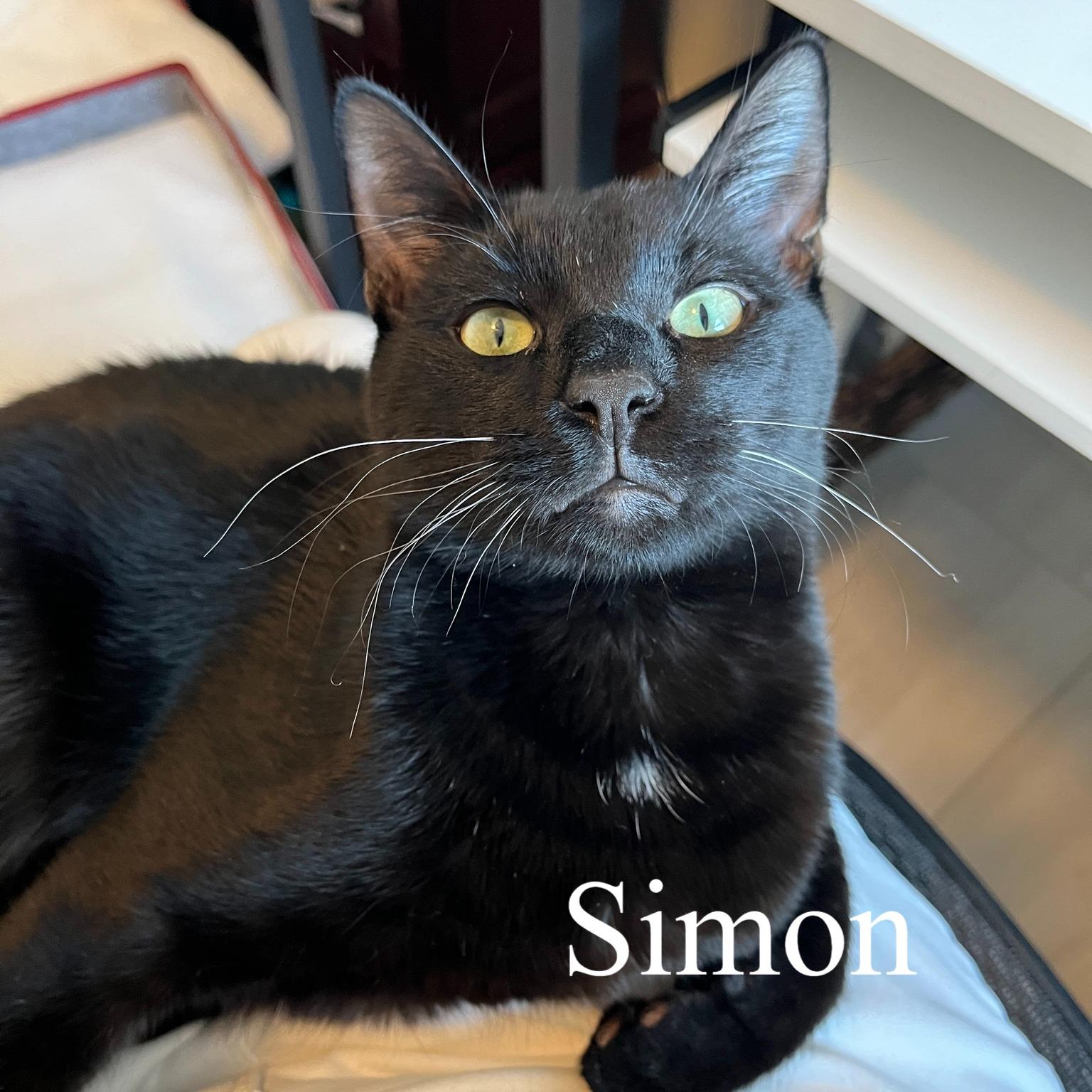 Simon