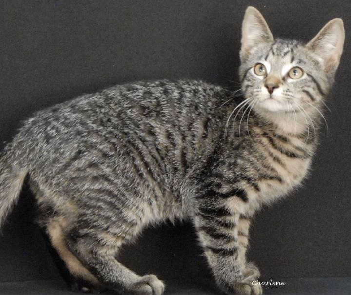 Jedi, Adoptable, Young Male Domestic Short Hair.