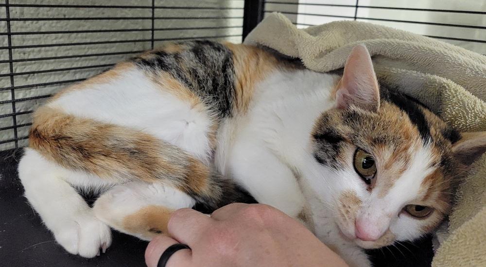 Enlarge Saffron, a Adopted Calico in Dickson, TN image 1/4
