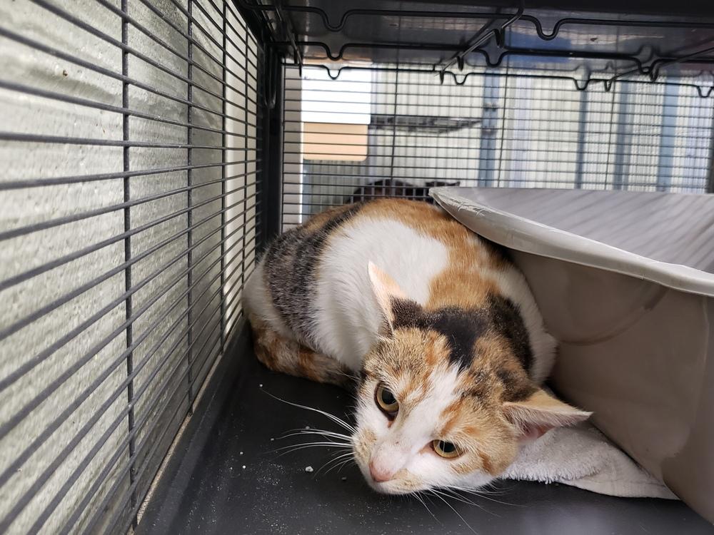 Enlarge Saffron, a Adopted Calico in Dickson, TN image 2/4