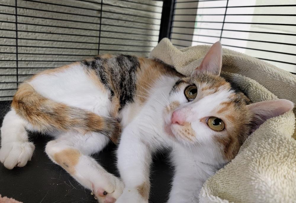 Enlarge Saffron, a Adopted Calico in Dickson, TN image 3/4