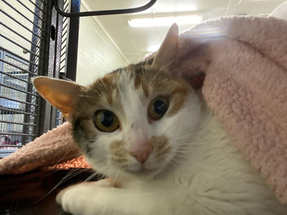 Enlarge Saffron, a Adopted Calico in Dickson, TN image 4/4