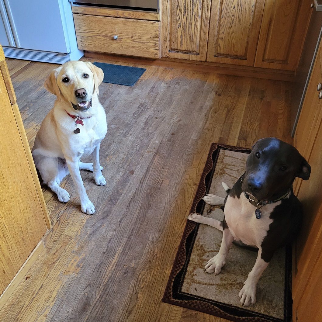 Enlarge BLUE - Super mellow boy! (CT991561), a Adoptable Pit Bull Terrier in Winsted, CT image 2/5