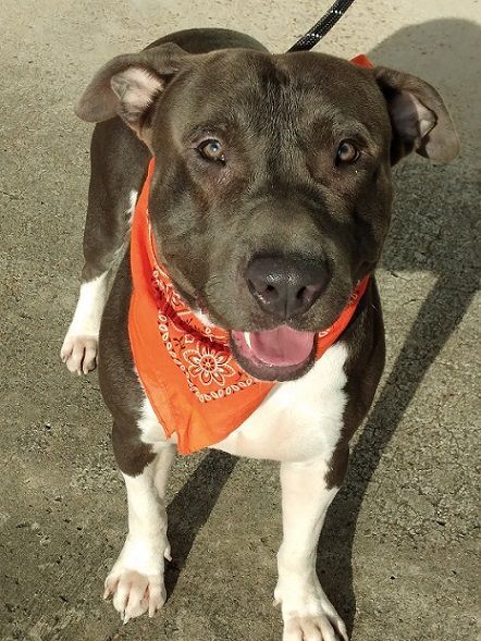 Enlarge BLUE - Super mellow boy! (CT991561), a Adoptable Pit Bull Terrier in Winsted, CT image 4/5