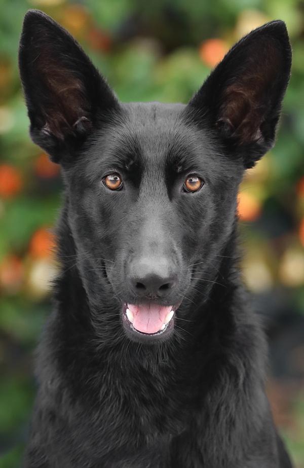 Enlarge *Febee von Firrel , an adopted German Shepherd Dog in Los Angeles, CA image 1/1