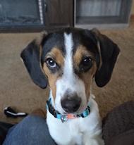 Enlarge Willy, a ADOPTABLE Beagle in Atco, NJ image 1/1