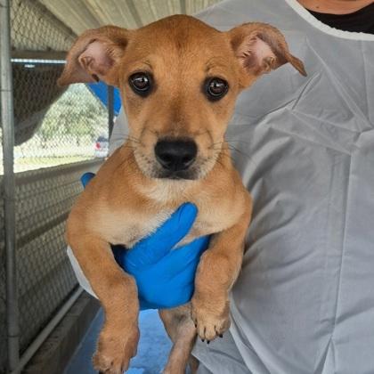 Cosmo, Adoptable, Puppy Female Cardigan Welsh Corgi & Terrier.