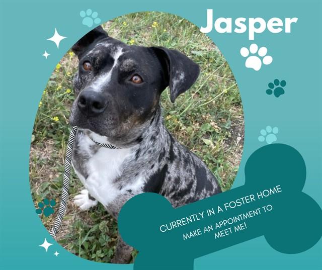 JASPER, Adoptable, Adult Male Pit Bull Terrier & Catahoula Leopard Dog.