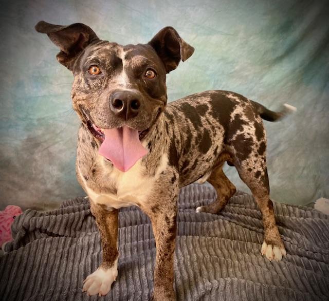 JASPER, Adoptable, Adult Male Pit Bull Terrier & Catahoula Leopard Dog.