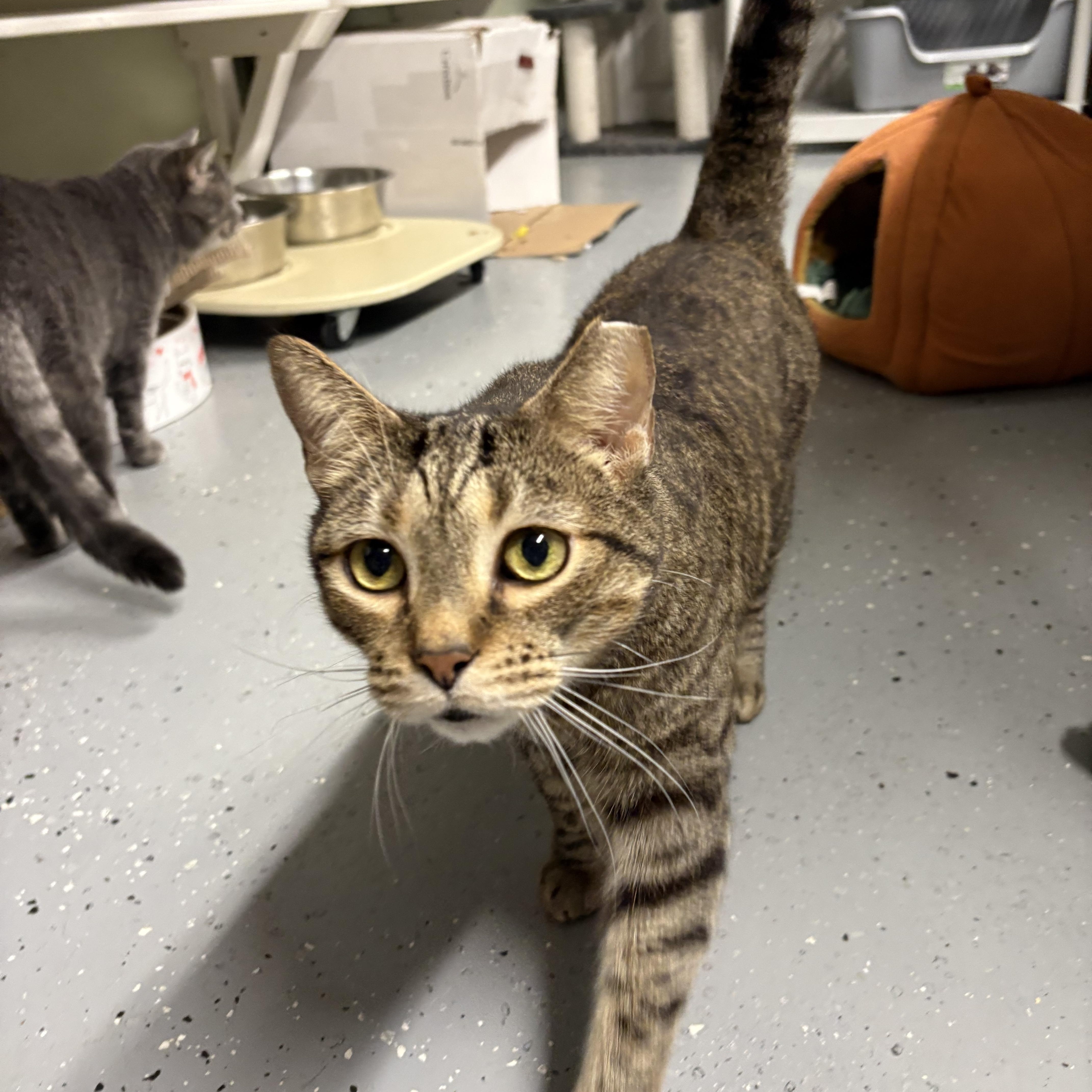 Enlarge Rex, a Adoptable Domestic Short Hair in North East, MD image 2/2