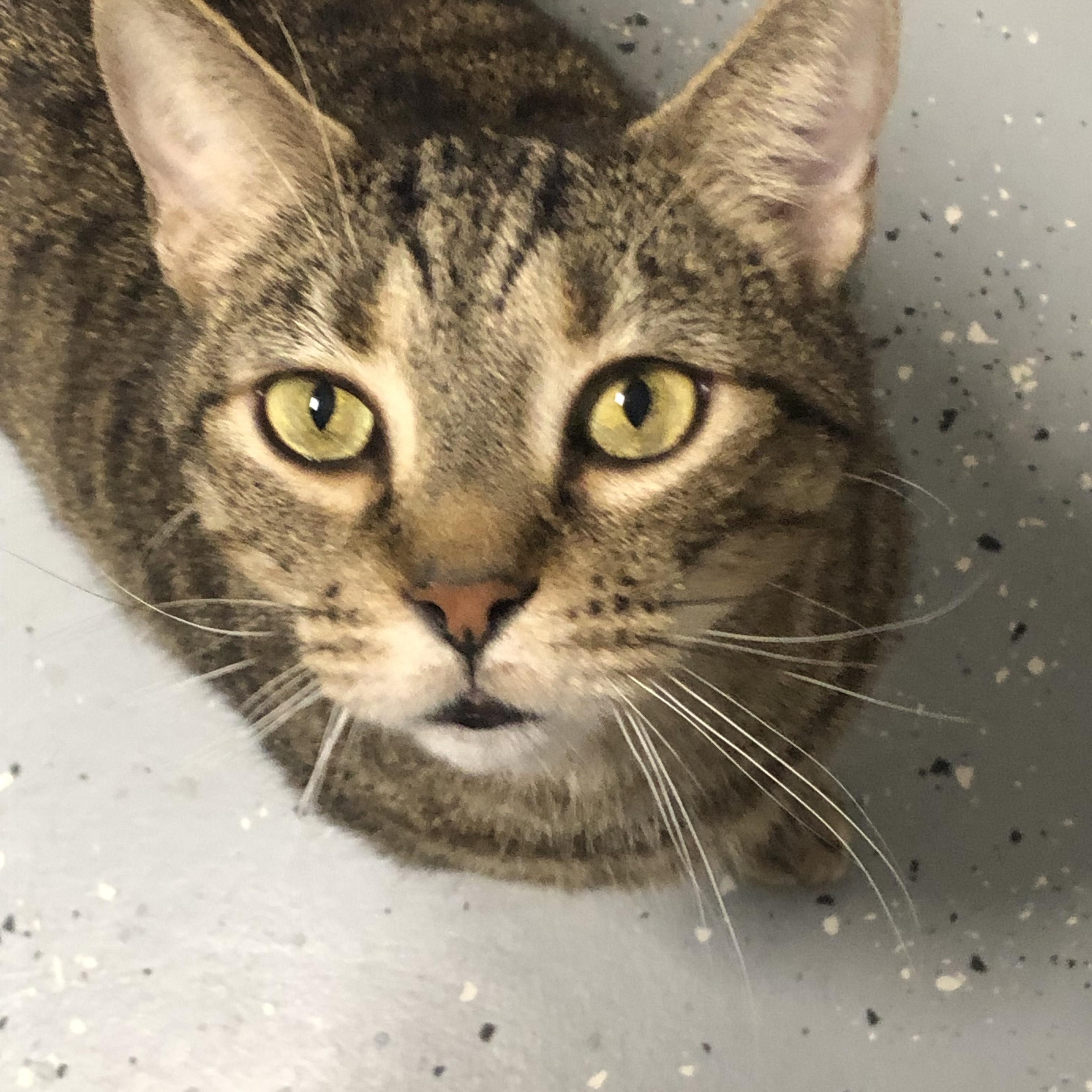 Enlarge Rex, a Adoptable Domestic Short Hair in North East, MD image 1/2
