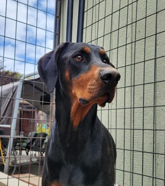 Enlarge Maru, a ADOPTABLE Doberman Pinscher in Camp Pendleton, CA image 1/2