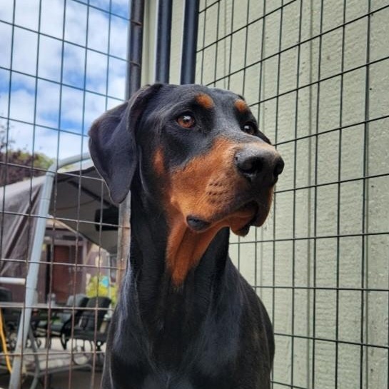 Maru, a ADOPTABLE Doberman Pinscher in Camp Pendleton, CA image 1/4