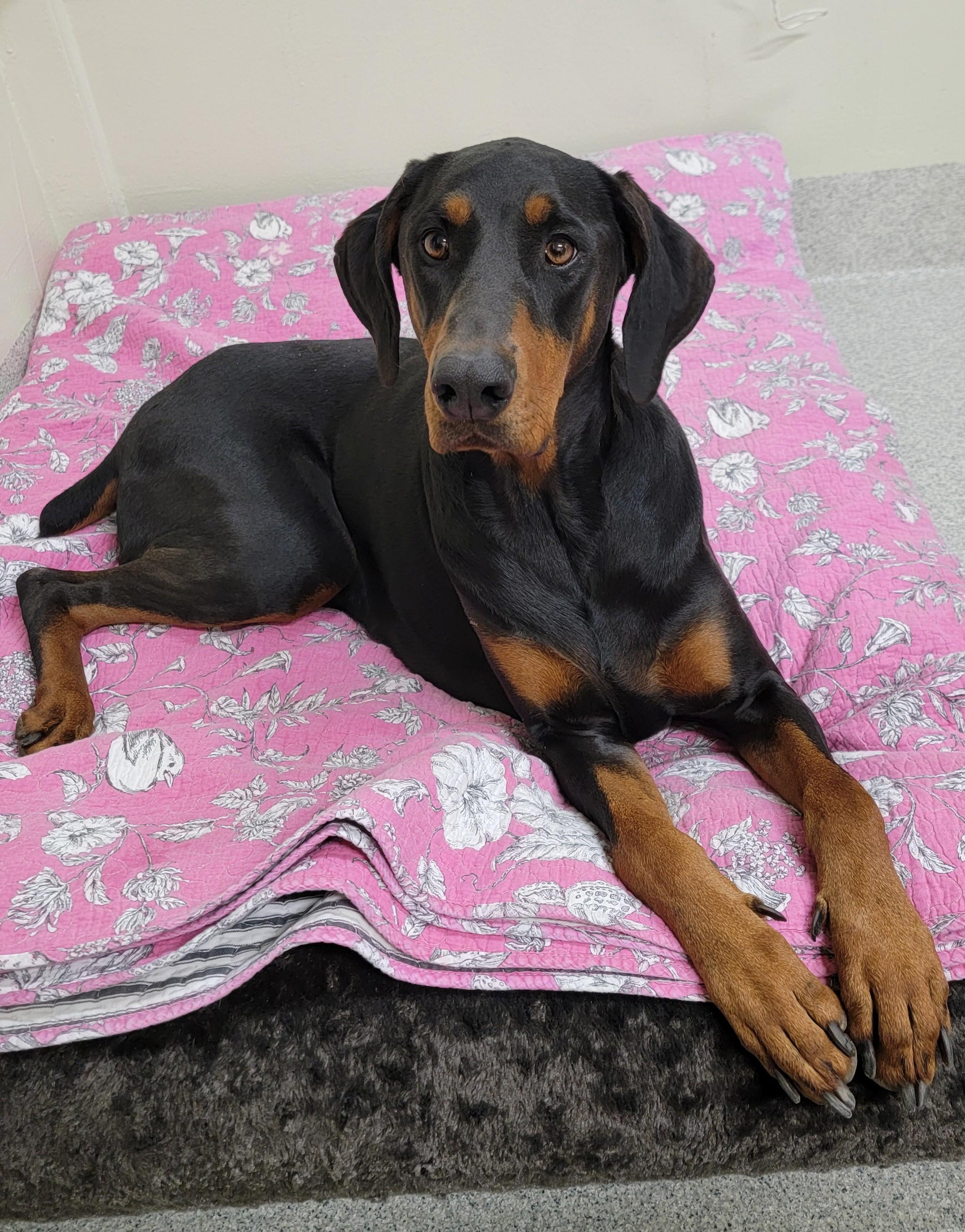 Enlarge Maru, a ADOPTABLE Doberman Pinscher in Camp Pendleton, CA image 2/2