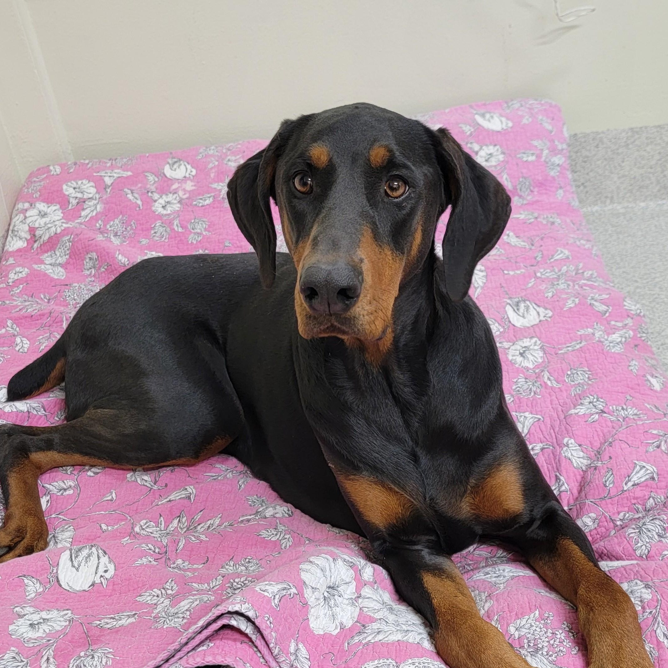 Maru, a ADOPTABLE Doberman Pinscher in Camp Pendleton, CA image 2/4