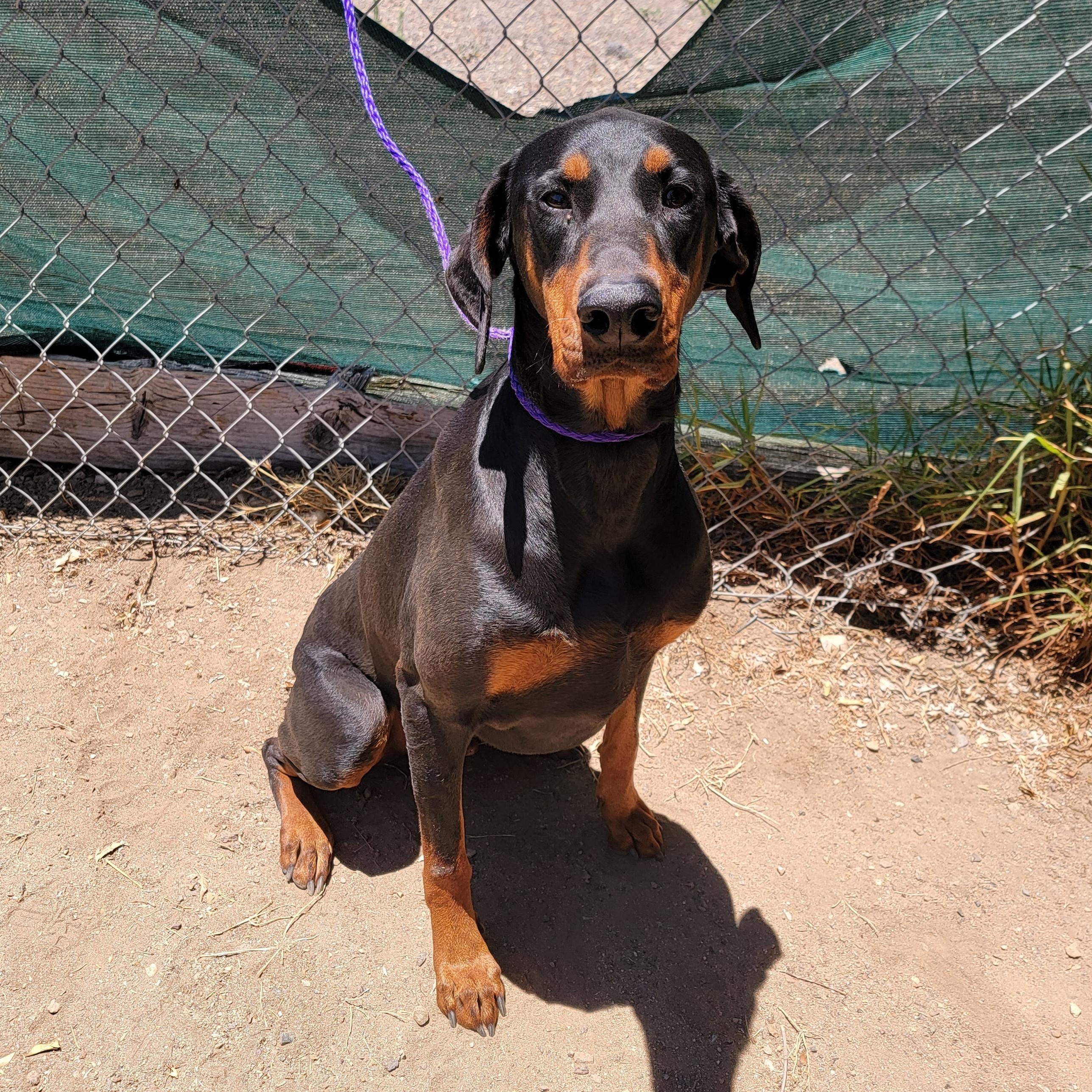 Maru, a ADOPTABLE Doberman Pinscher in Camp Pendleton, CA image 3/4