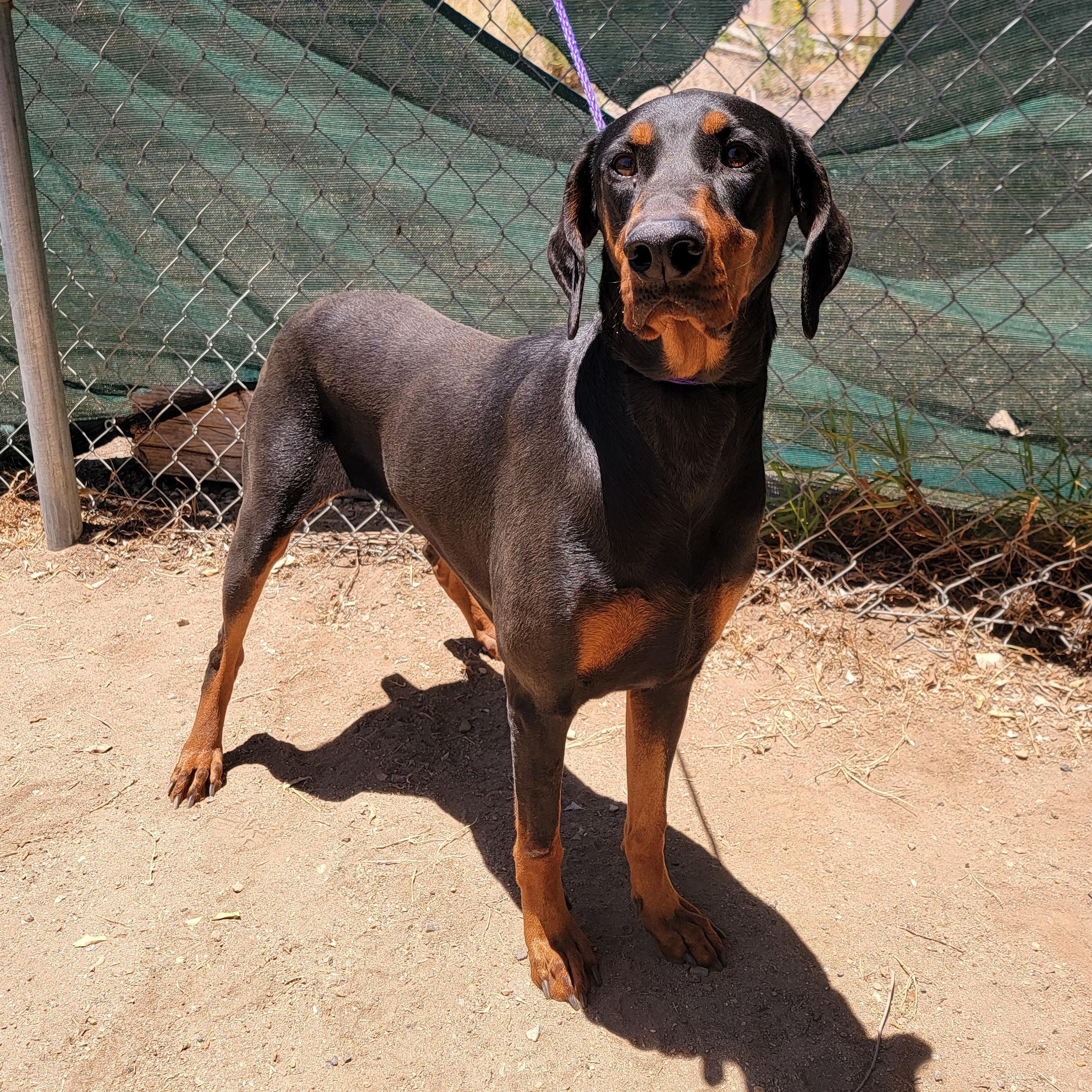 Maru, a ADOPTABLE Doberman Pinscher in Camp Pendleton, CA image 4/4