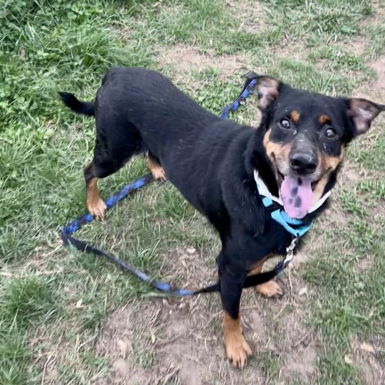 Enlarge Las Vegas, a Adoptable Mixed Breed in Fredericksburg, VA image 1/1