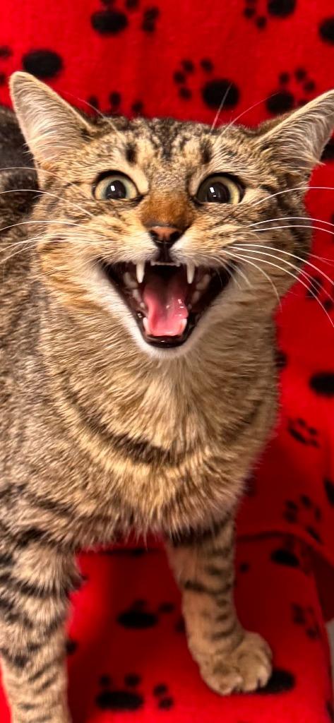 Lord of the Dance Sir Fuzzbuns