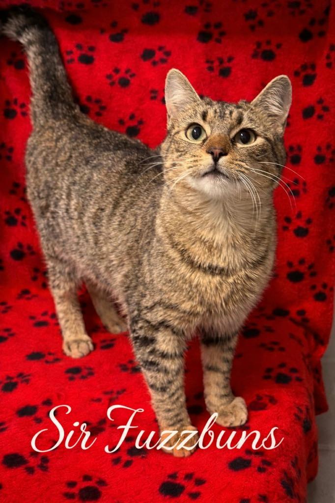 Lord of the Dance Sir Fuzzbuns — thumbnail 2