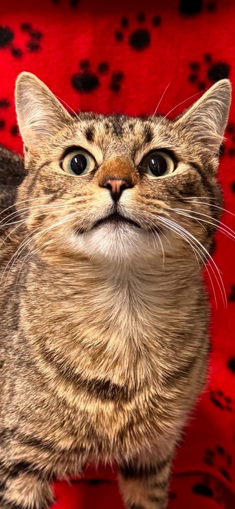 Lord of the Dance Sir Fuzzbuns — thumbnail 3