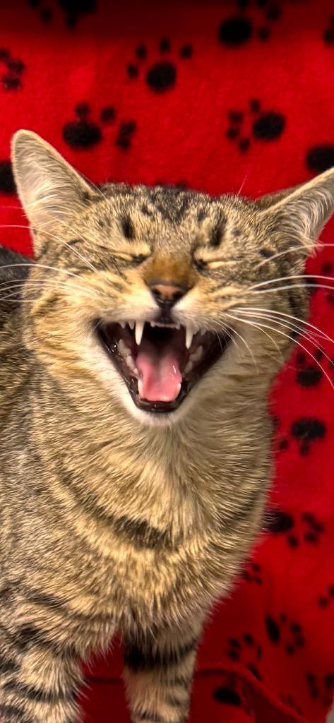 Lord of the Dance Sir Fuzzbuns — thumbnail 4