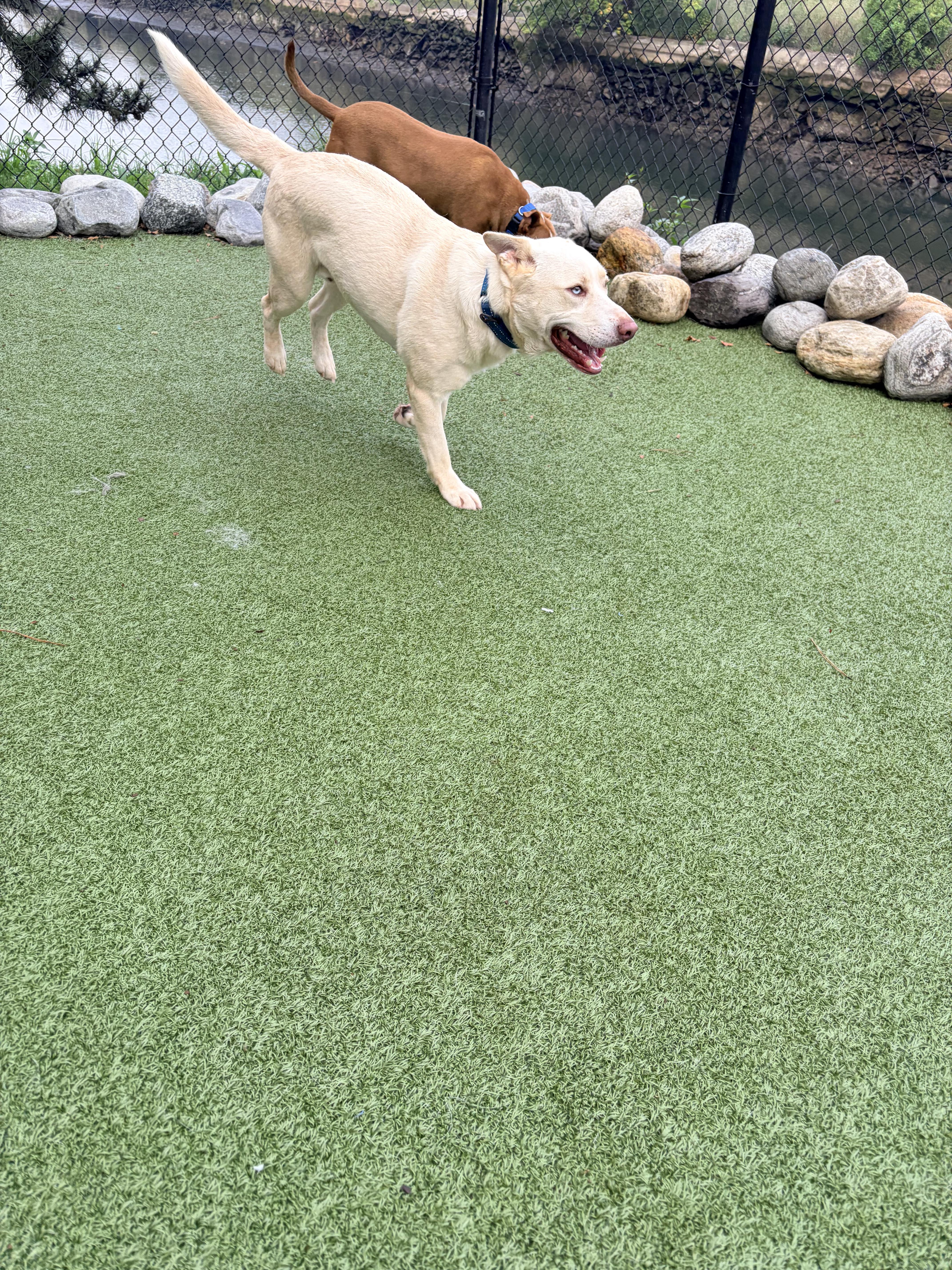 Winston, a Adoptable mixed breed in Stamford, CT image 6/6