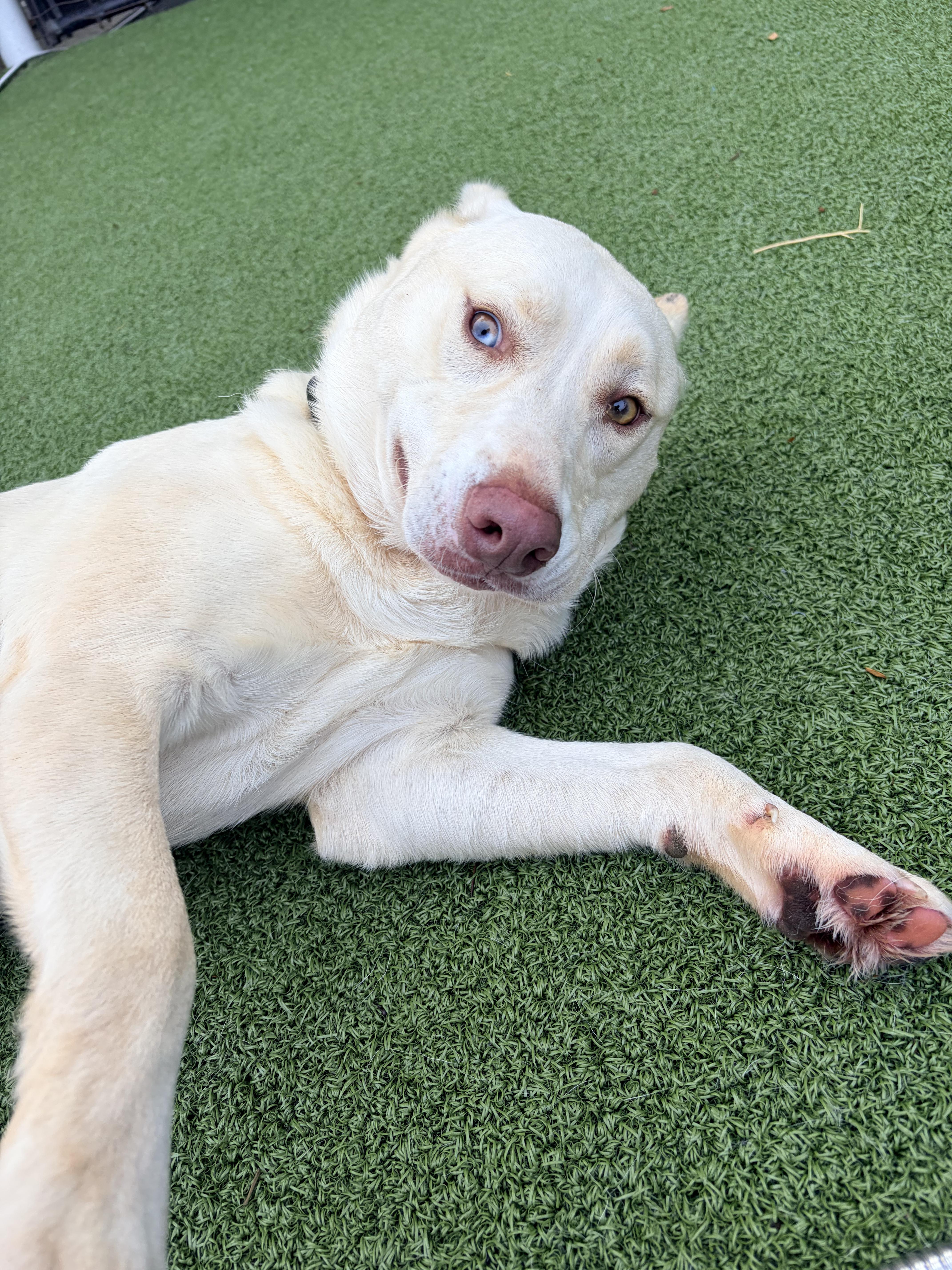 Winston, a Adoptable mixed breed in Stamford, CT image 5/6
