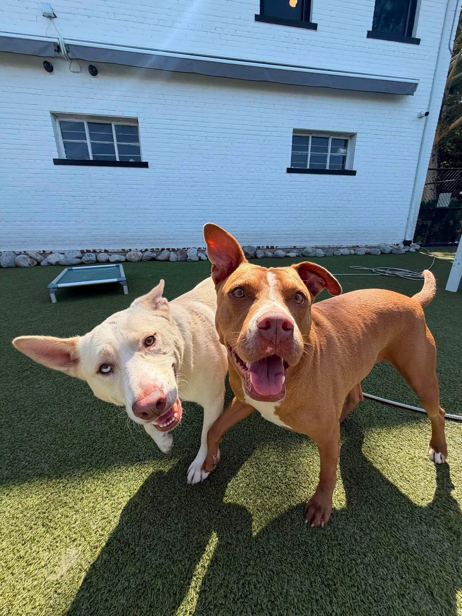 Winston, a Adoptable mixed breed in Stamford, CT image 2/6