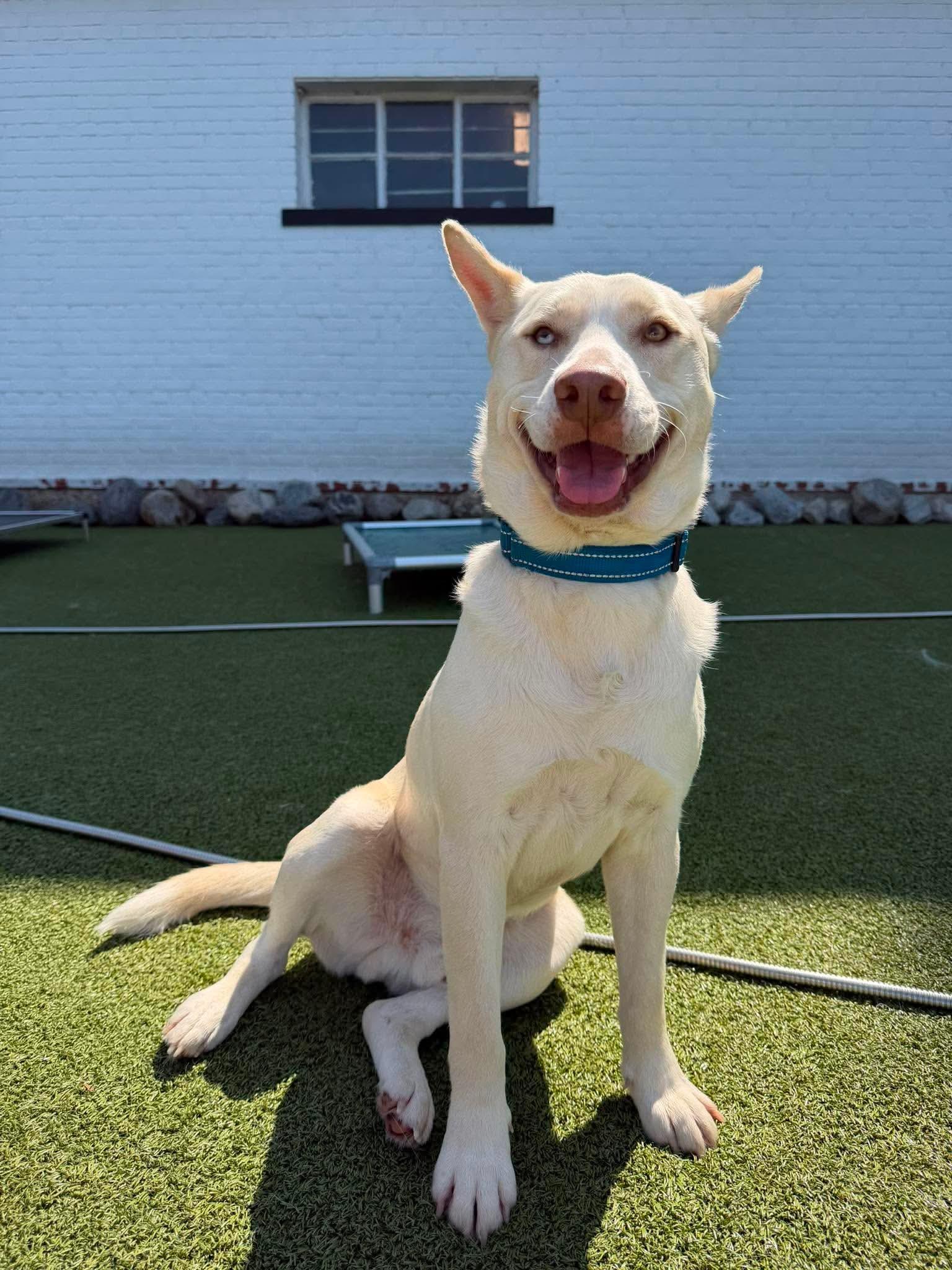 Winston, Adoptable, Adult Male Mixed Breed.